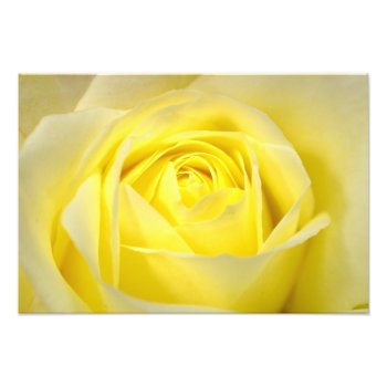 Yellow Rose Closeup Photo Print by LeFlange at Zazzle