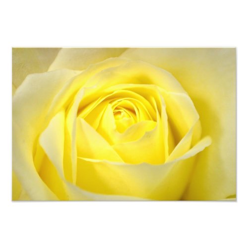Yellow Rose Closeup Photo Print