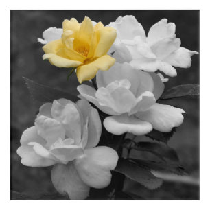 Yellow Rose Cluster Partial Color   Acrylic Print