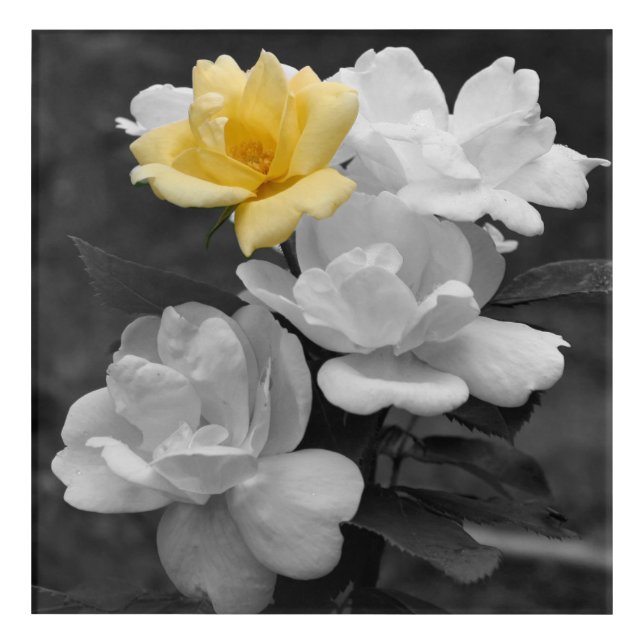 Yellow Rose Cluster Partial Color   Acrylic Print (Front)