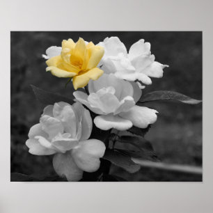Yellow Rose Cluster Partial Color Flower Poster
