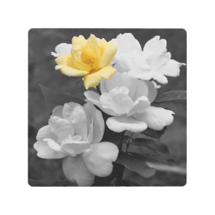 Yellow Rose Cluster Partial Color  Metal Print