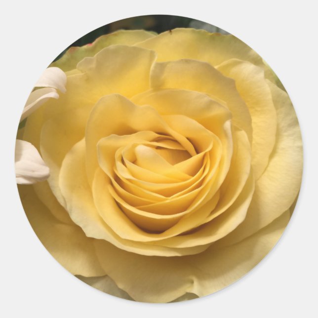 Yellow Rose Envelope Seals Stickers (Front)