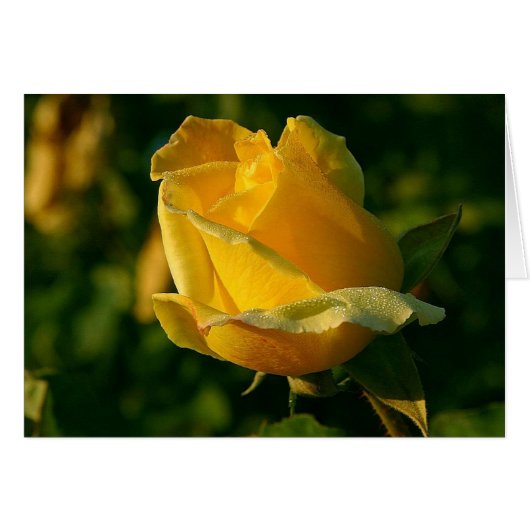 Yellow Rose Floral 2 Cards (Front Horizontal)