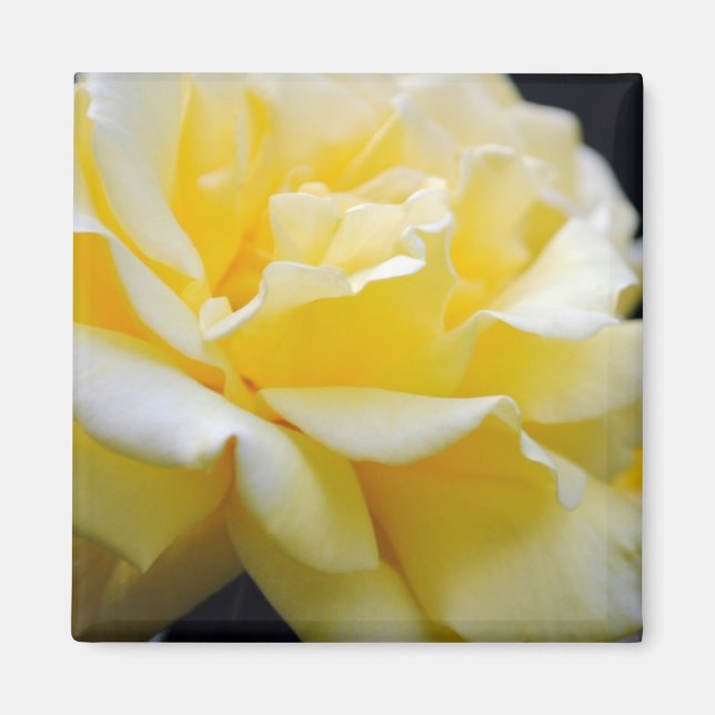 Yellow Rose Floral 5 Magnet (Front)