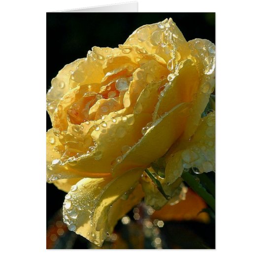 Yellow Rose Floral 6 Cards (Front)