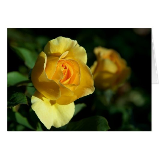 Yellow Rose Floral Cards (Front Horizontal)