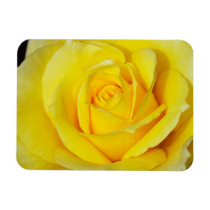 Yellow rose floral magnet