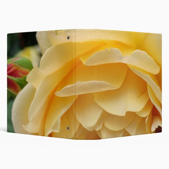 Yellow rose flower 3 ring binder (Background)