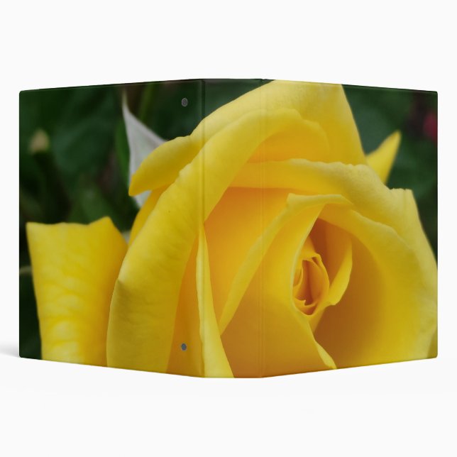 Yellow rose flower 3 ring binder (Background)
