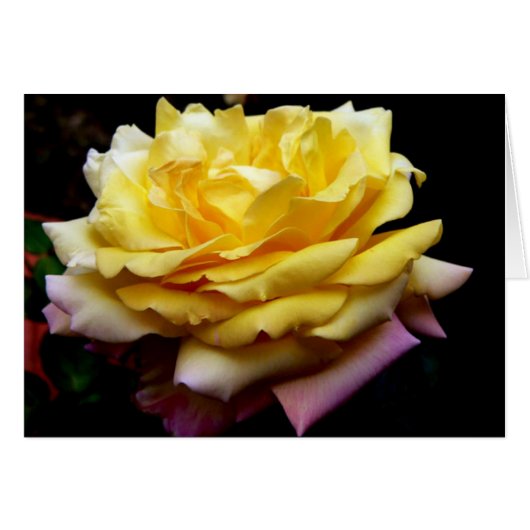 Yellow Rose Flower Card (Front Horizontal)