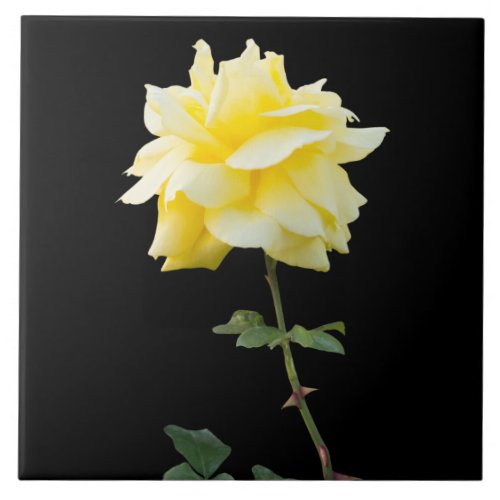 Yellow rose flower ceramic tile