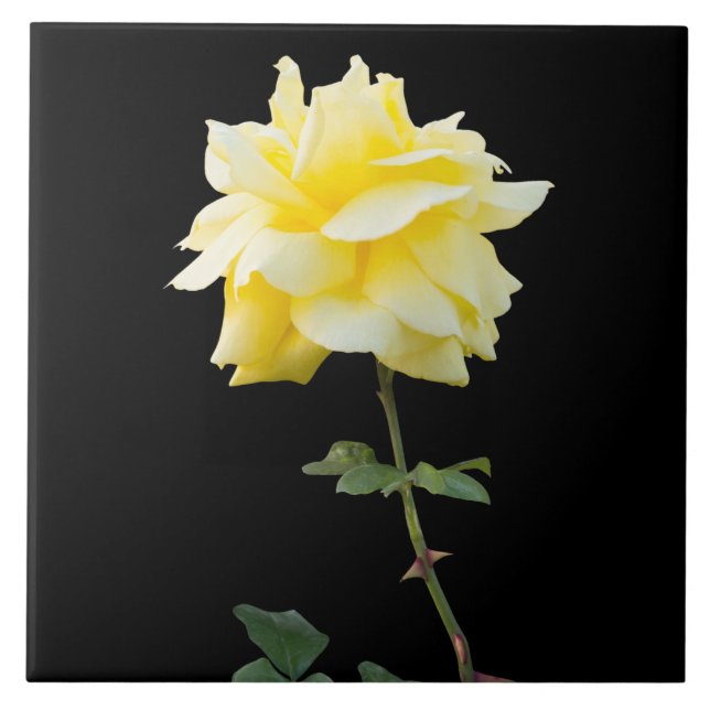 Yellow rose flower ceramic tile (Front)