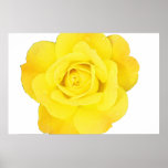 Yellow Rose Flower Floral Fine Art Abstract Gift Poster<br><div class="desc">Printed with abstract art of yellow rose!</div>