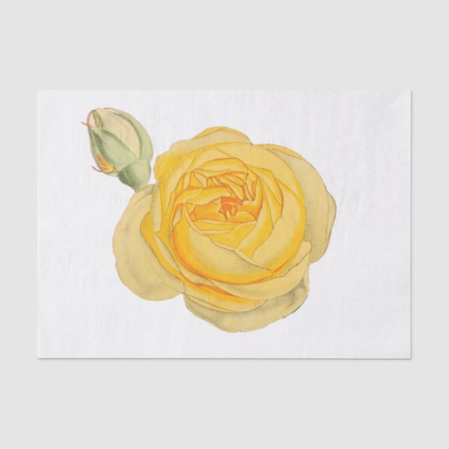 Yellow Rose Flower Floral Tissue Paper #1 (Front)