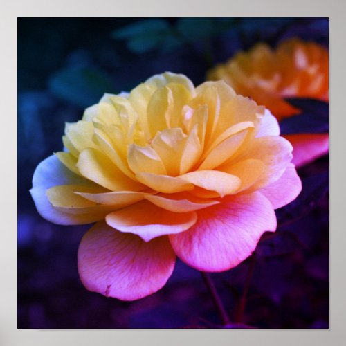 Yellow Rose Flower In Full Bloom Enhanced Poster