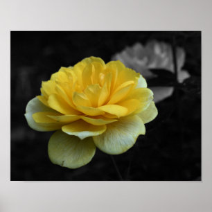 Yellow Rose Flower Partial Color Poster