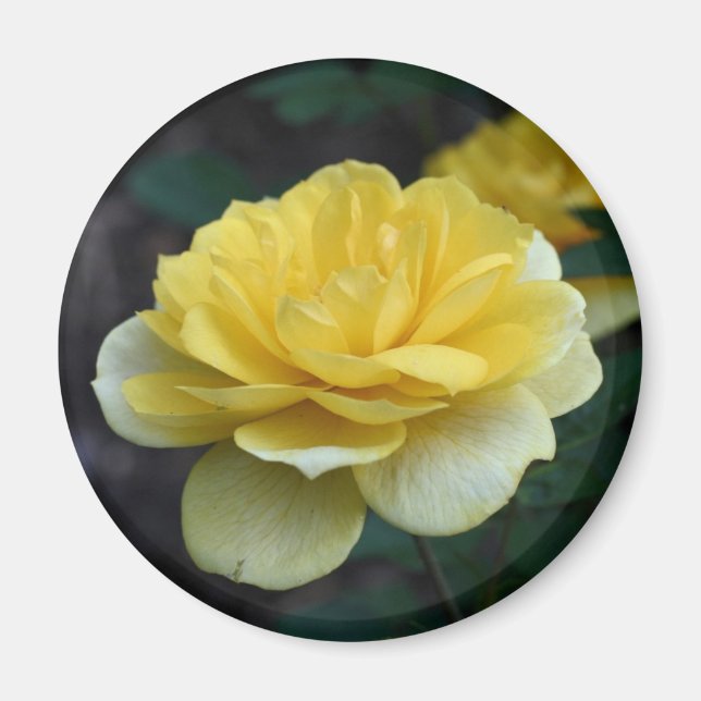 Yellow Rose Flower Photography Magnet (Front)