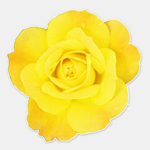 Yellow Rose Flowers Floral Spring Summer Easter Sticker