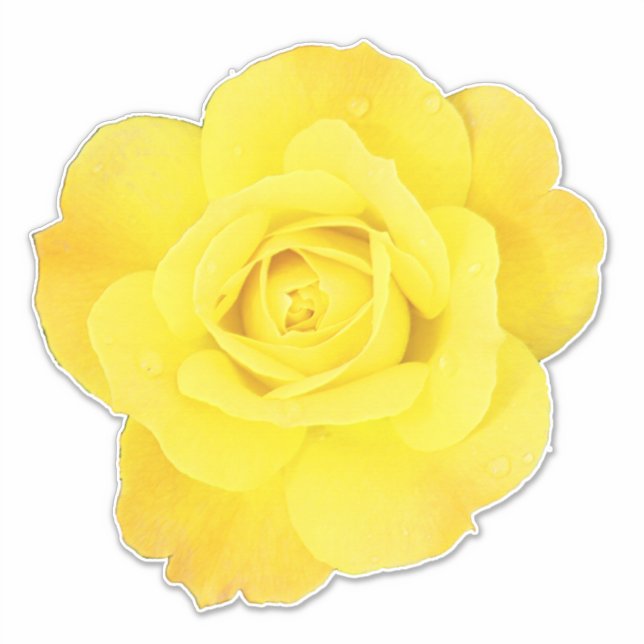 Yellow Rose Flowers Floral Spring Summer Easter Sticker (Front)