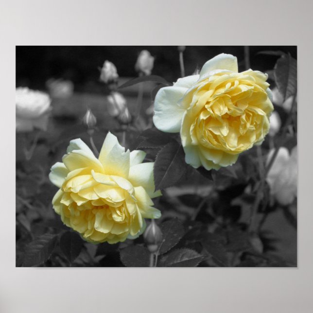 Yellow Rose Flowers Partial Color Poster (Front)