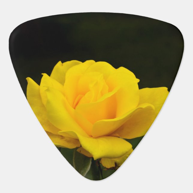 Yellow rose guitar pick (Front)