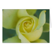 Yellow Rose II (Front Horizontal)