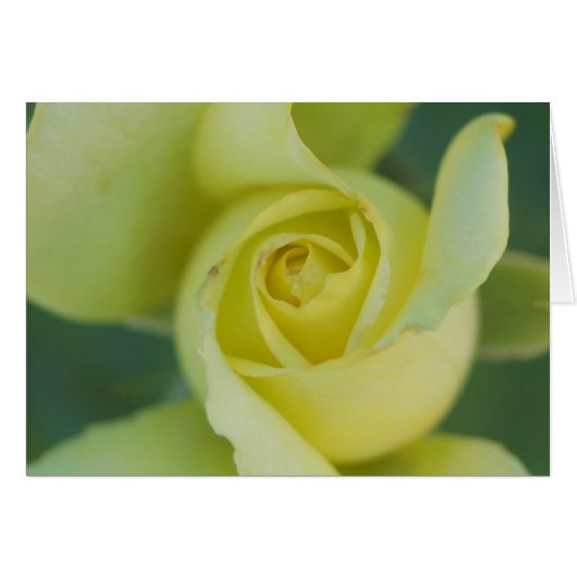 Yellow Rose II (Front Horizontal)
