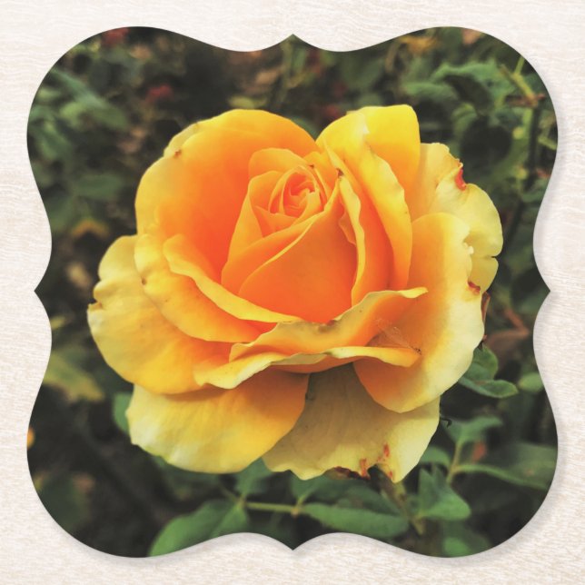 Yellow Rose in Nature Paper Coaster (Front)