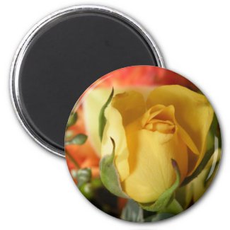 Yellow Rose magnet