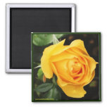 &#39;yellow Rose&#39; Magnet at Zazzle