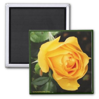'yellow Rose' Magnet by cathie10 at Zazzle