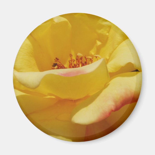Yellow Rose Magnet (Front)