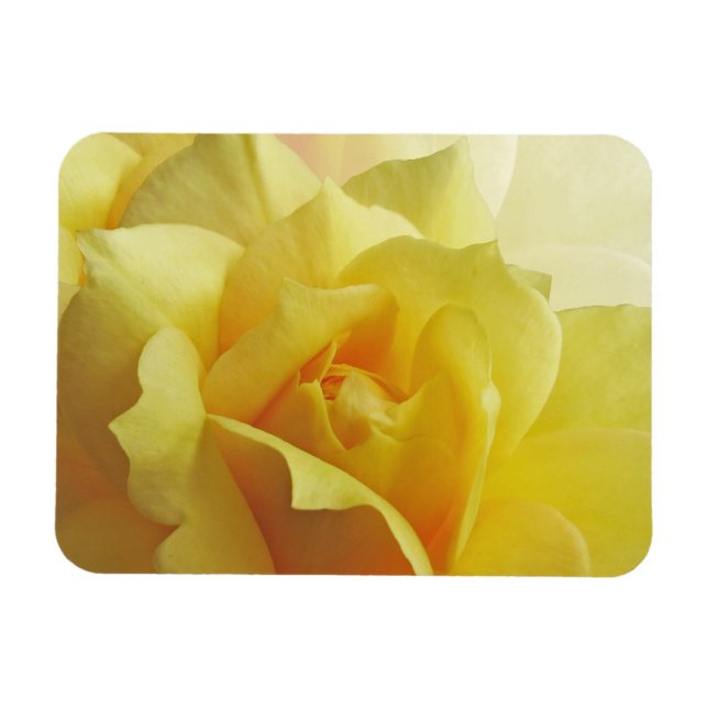 Yellow Rose Magnet (Horizontal)