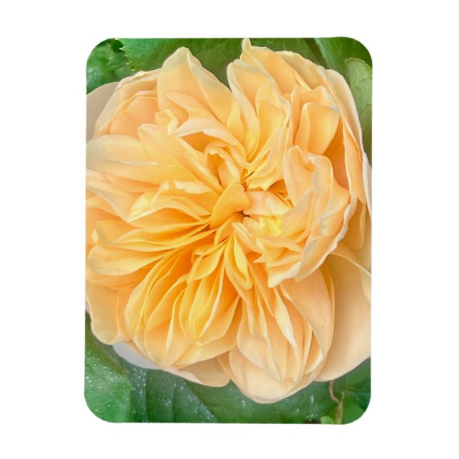 Yellow Rose Magnet (Vertical)