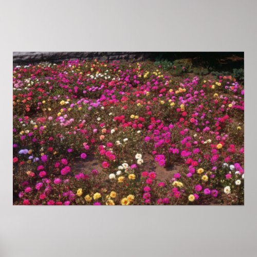 yellow Rose Moss Portulaca Grandiflora flowers Poster