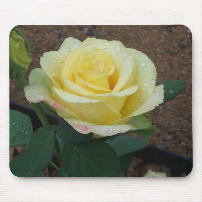 Yellow Rose Mouse Pad (Front)