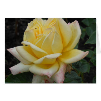 Yellow Rose, Northern Ireland Cards