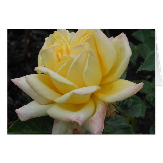Yellow Rose, Northern Ireland Cards (Front Horizontal)