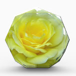 YELLOW ROSE, OF TEXAS? AWARD<br><div class="desc">This beautiful rose bloomed in my garden.</div>