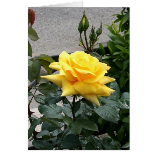 Yellow Rose of Texas Cards (Front)