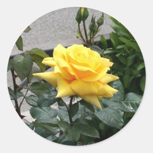 Yellow Rose of Texas Classic Round Sticker