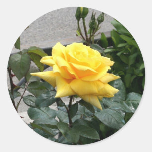 Yellow Rose of Texas Classic Round Sticker