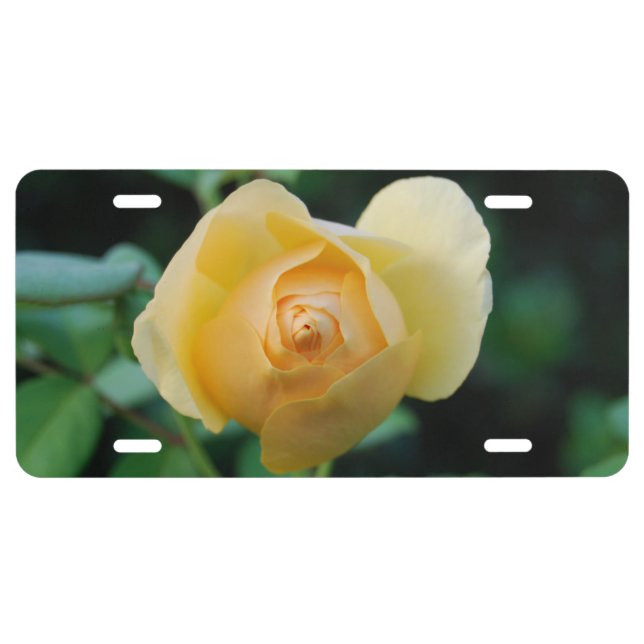 Yellow Rose of Texas License Plate (Front)