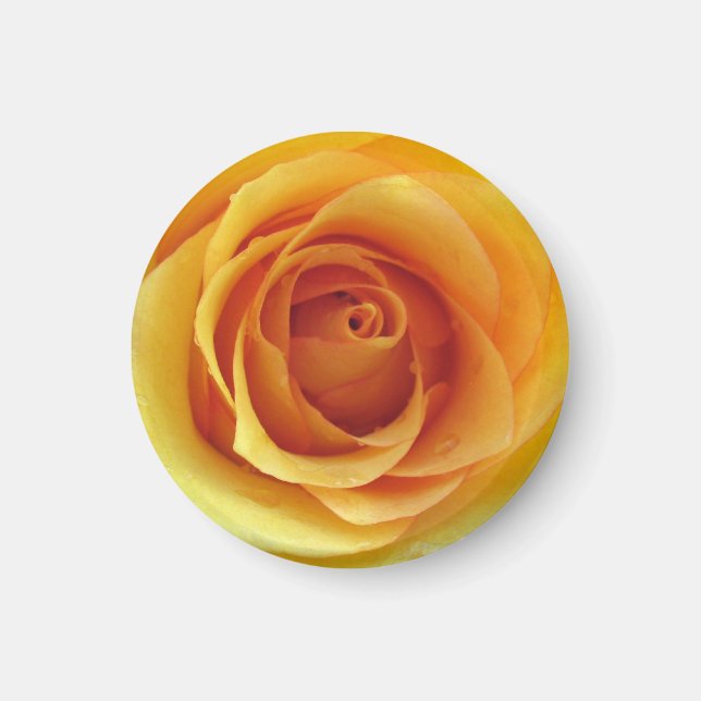 Yellow Rose of Texas Magnet (Front)