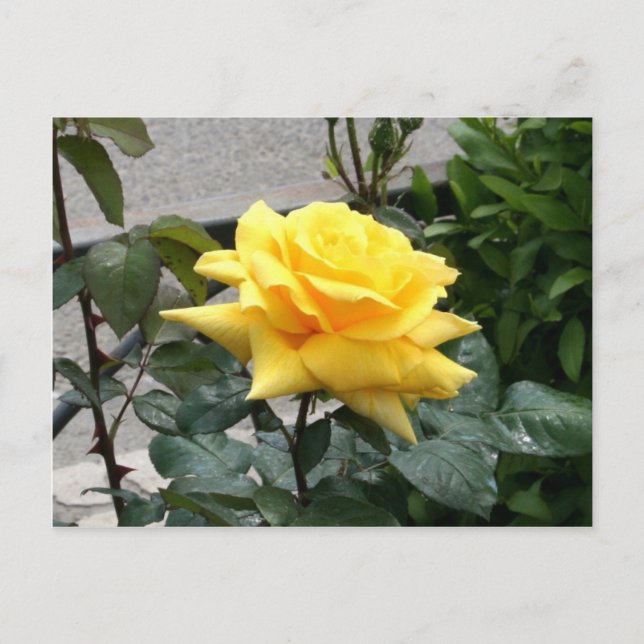 Yellow Rose of Texas Postcard (Front)