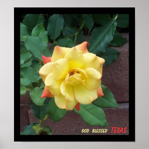 Yellow Rose of Texas Poster