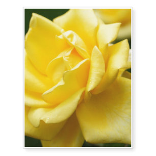 Yellow Rose of Texas Temporary Tattoos