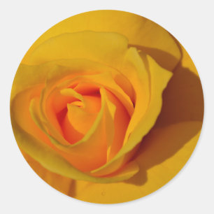 Yellow Rose orange rose romantic rose Classic Round Sticker