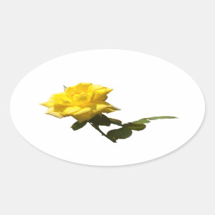 Yellow rose oval sticker